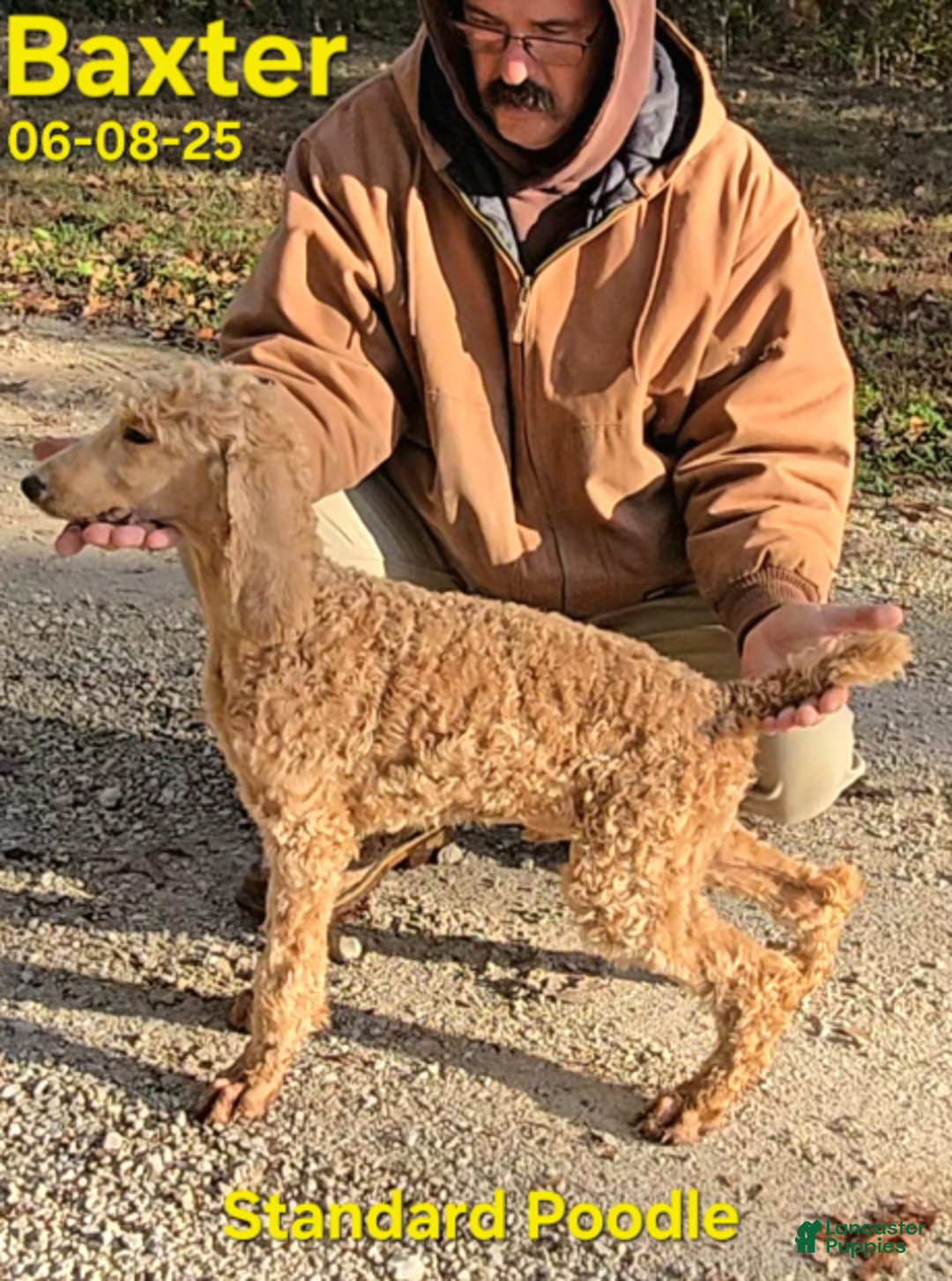 Standard Poodle dogs for sale: Baxter - Ad 2