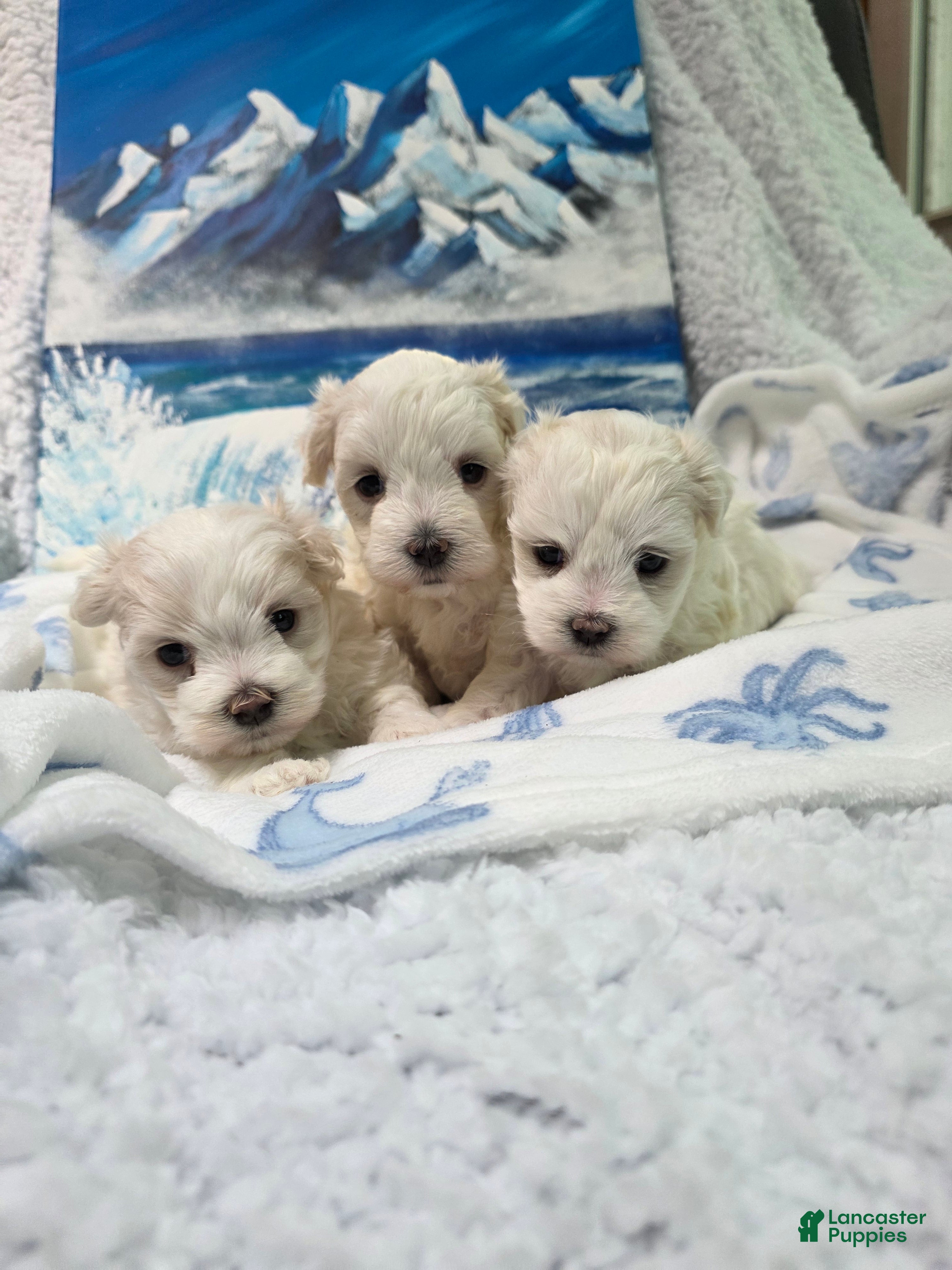 Maltese dogs Babe - Ad 2