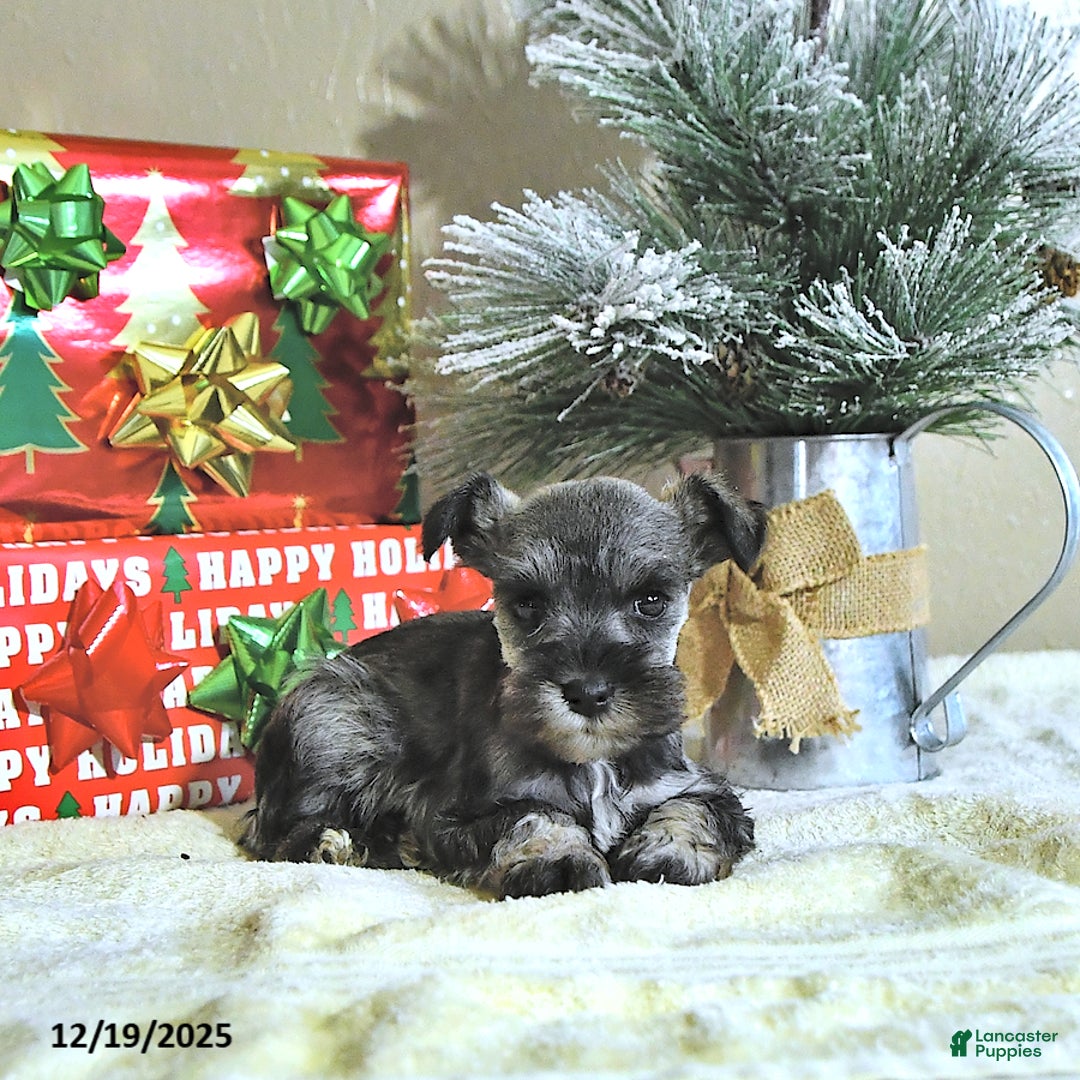 Miniature Schnauzer dogs for sale: Neal - Ad 4