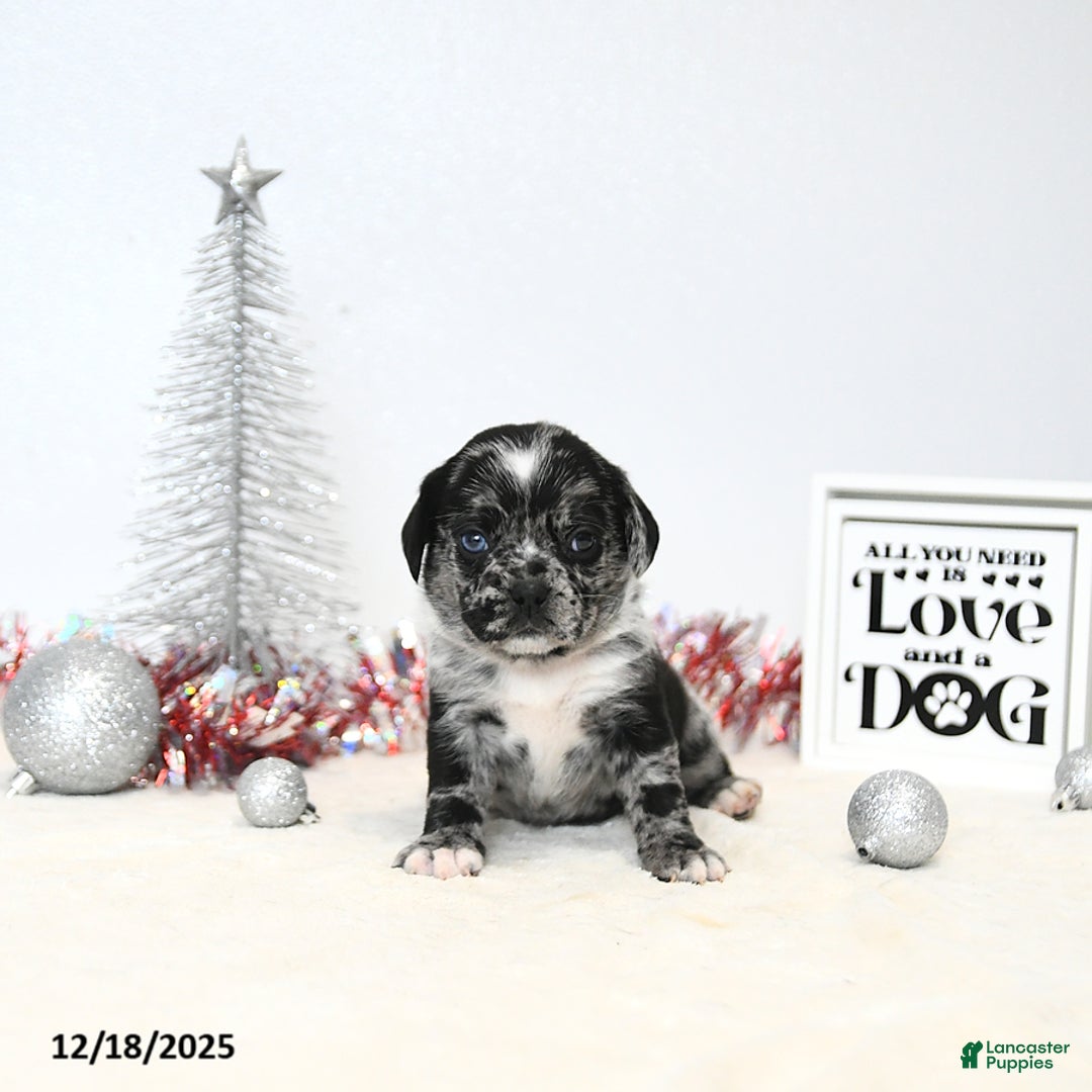 Puggle dogs for sale: Gemma - Ad 3