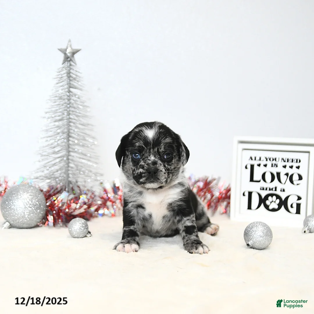 Puggle dogs for sale: Gemma - Ad 8