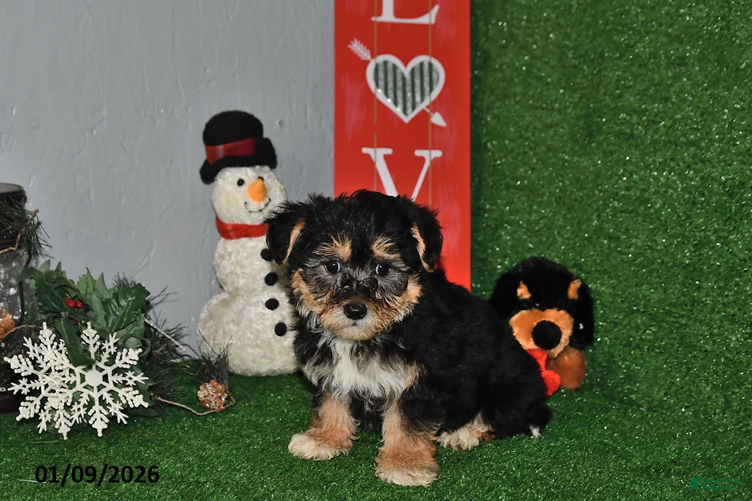 Yochon dogs for sale: Dallas - Ad 2