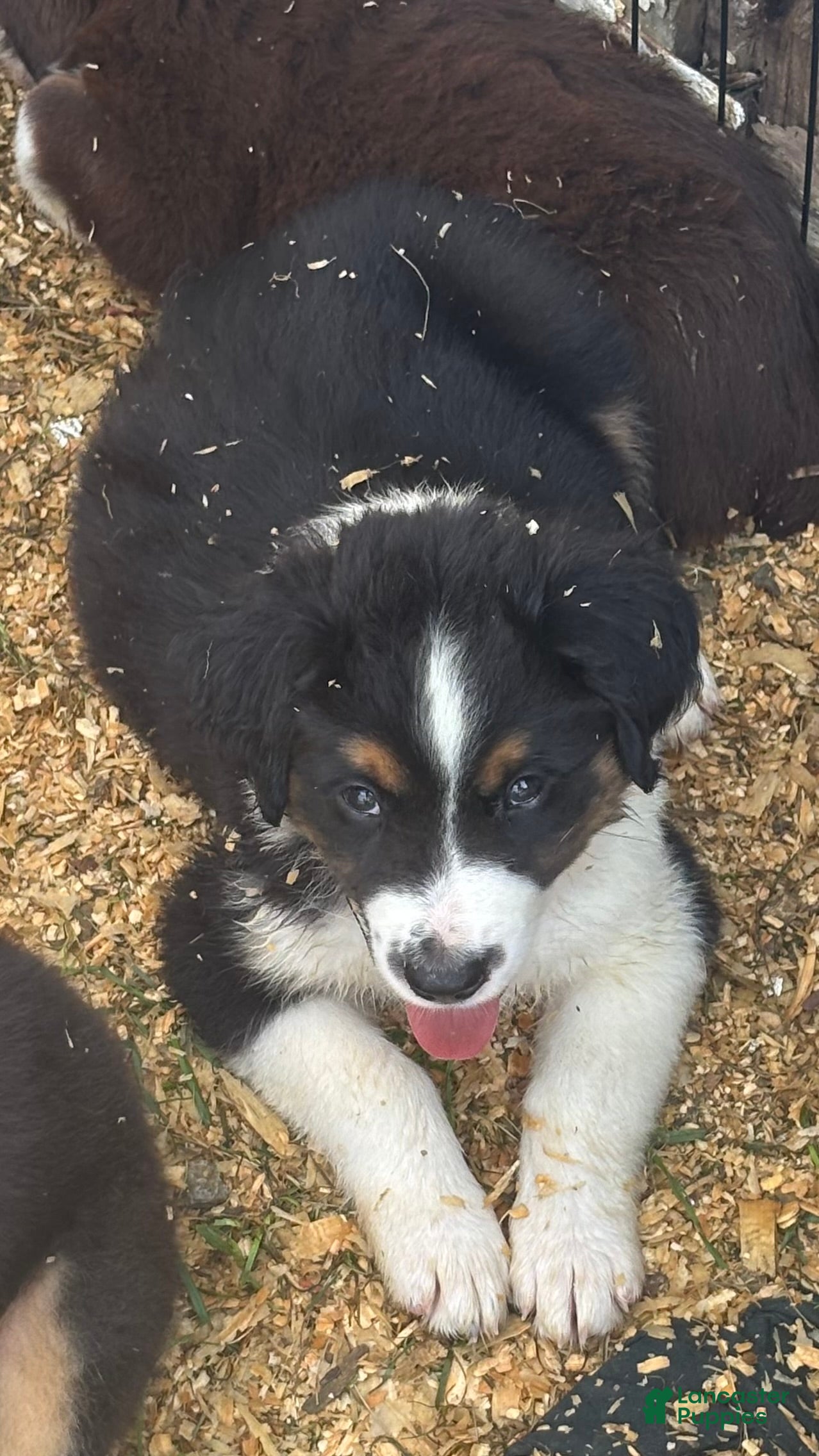 Miniature Australian Shepherd dogs #7 Bear - Ad 1