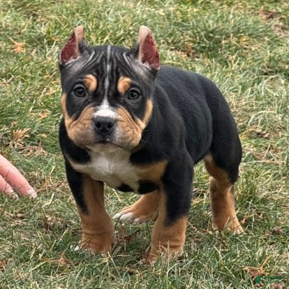 American Bully dogs Eli - Ad 2