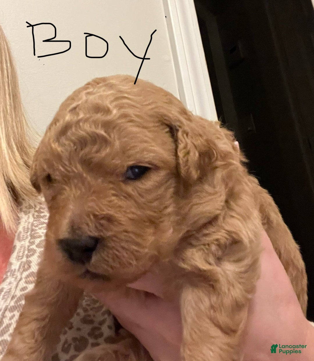 Gallery Image {{count}}