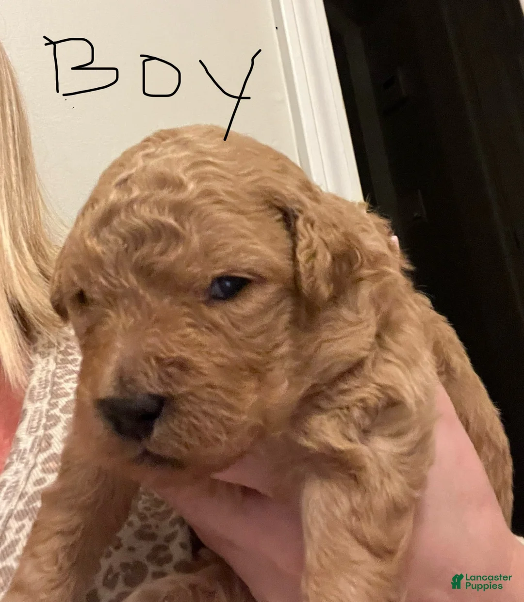 Gallery Image {{count}}