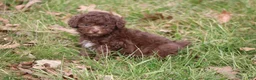 Toy Poodle dogs for sale: Lacey - Ad 2