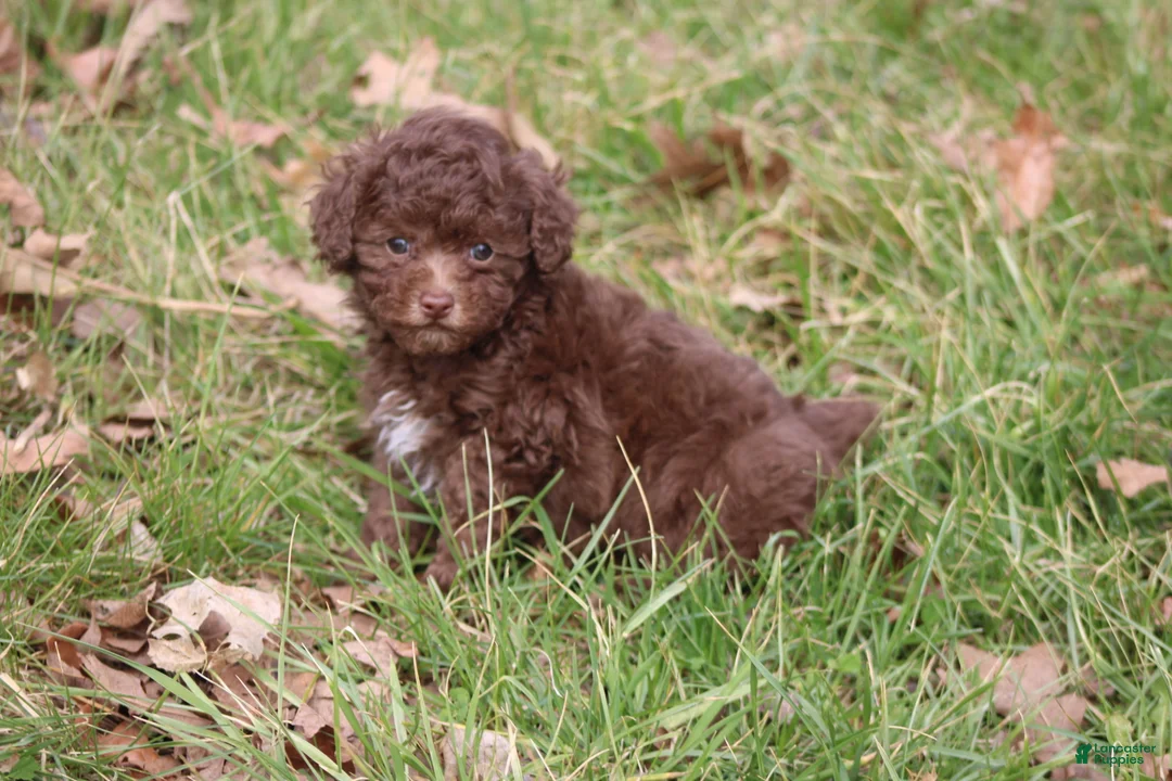 Toy Poodle dogs for sale: Lacey - Ad 2