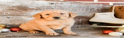 Golden Retriever dogs for sale: Rusty - Ad 2