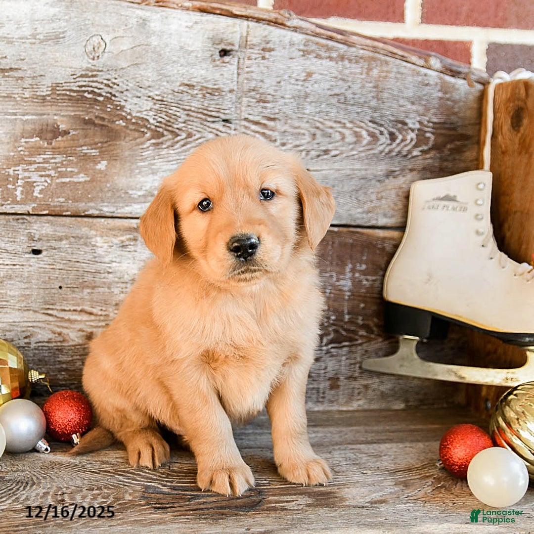 Golden Retriever dogs for sale: Rusty - Ad 2
