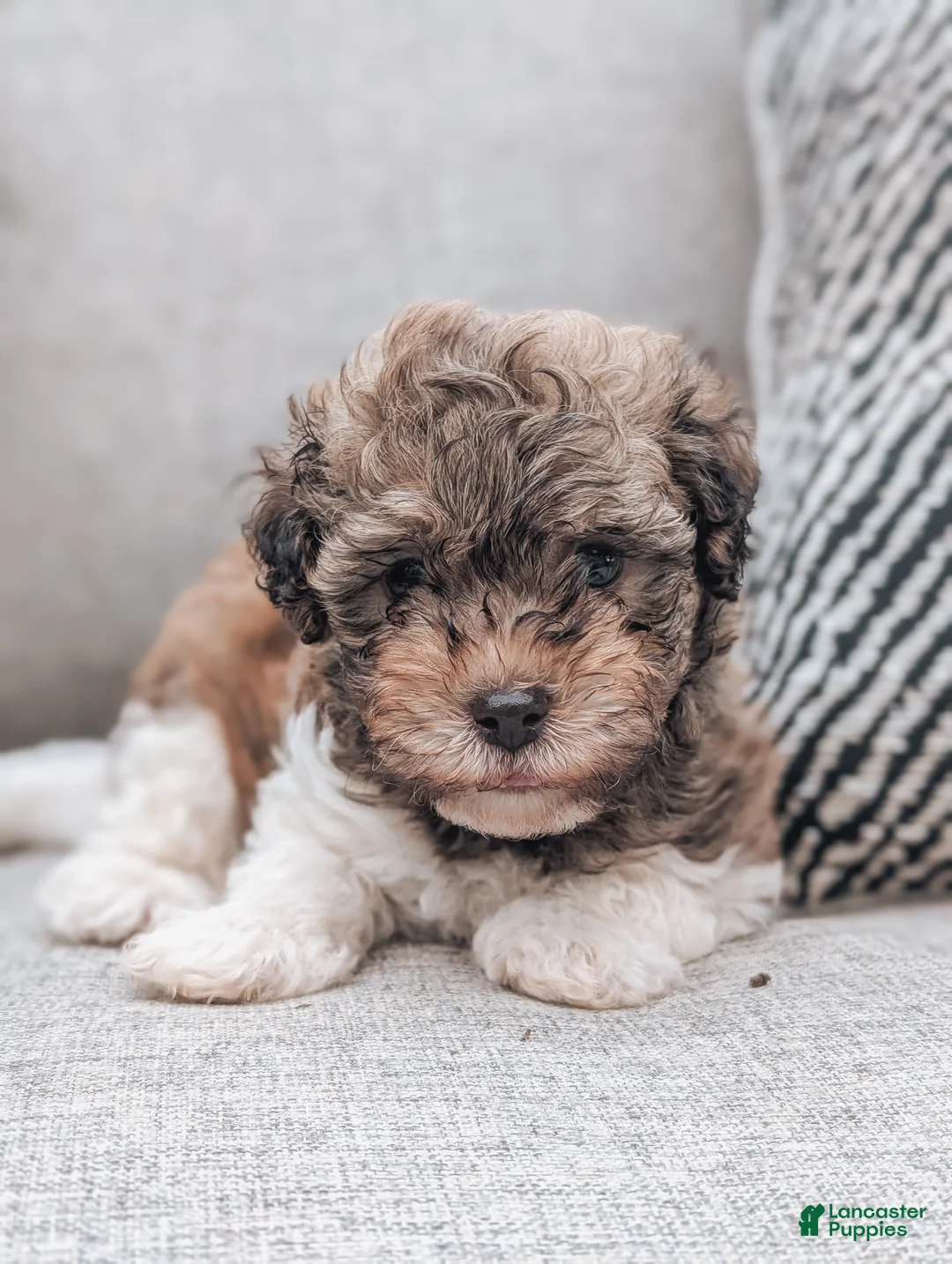 Havanese dogs for sale: Tommy - Ad 1