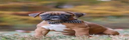Boxer dogs for sale: Hudson - Ad 6