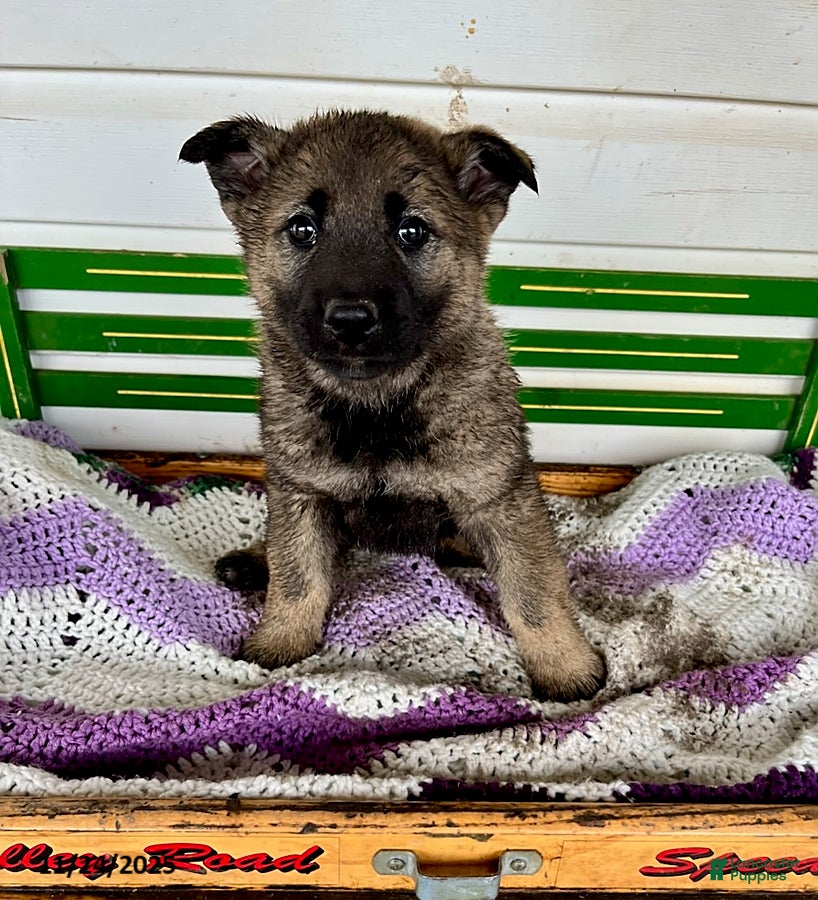 Mixed Breed dogs Bambi - Ad 4
