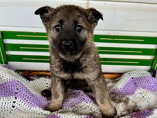 Mixed Breed dogs Bambi - Ad 2