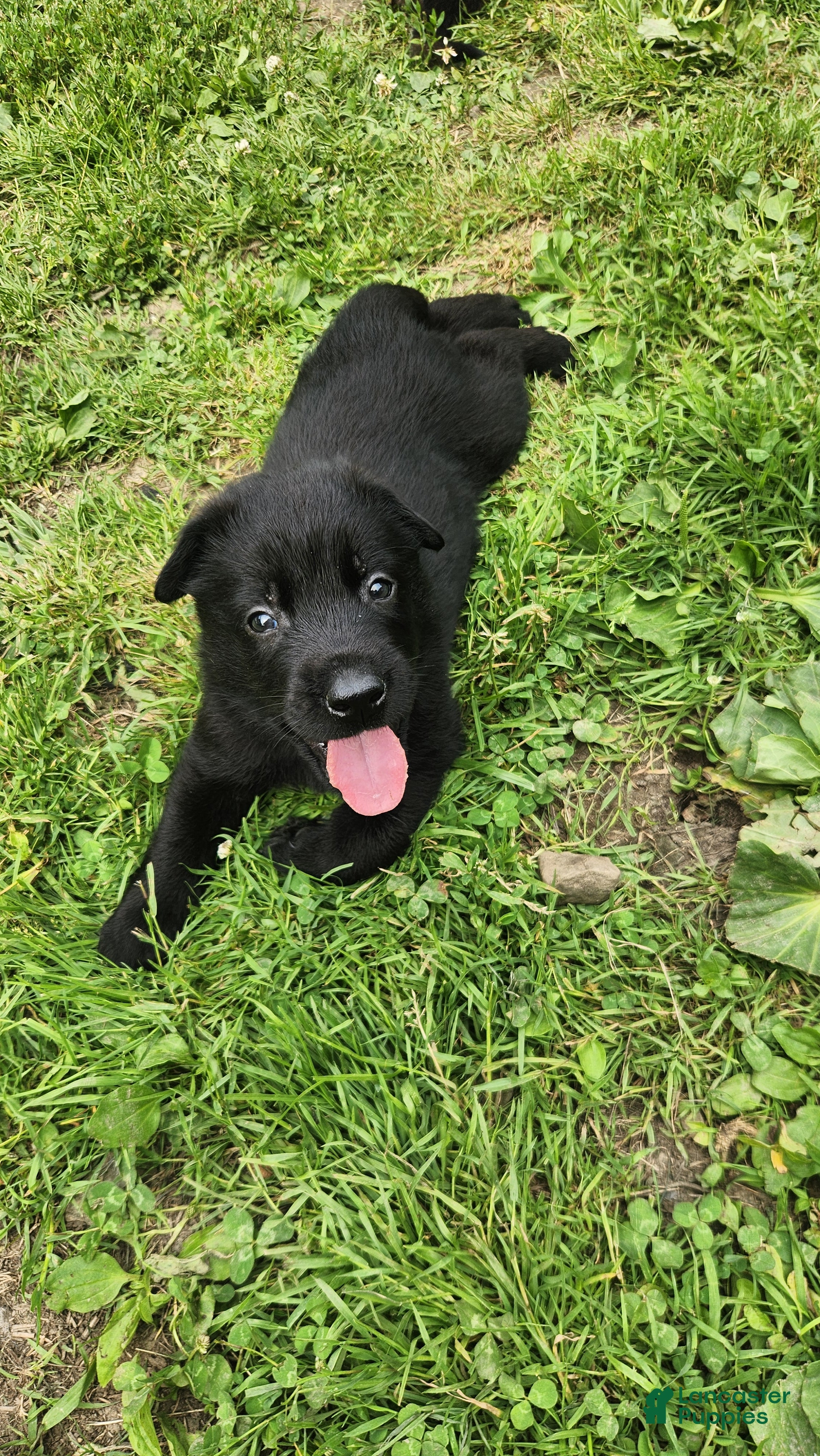 Belgian Malinois dogs Striker - Ad 20
