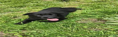Striker
