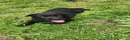 Belgian Malinois dogs for sale: Striker - Ad 1