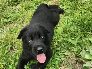 Belgian Malinois dogs Striker - Ad 30