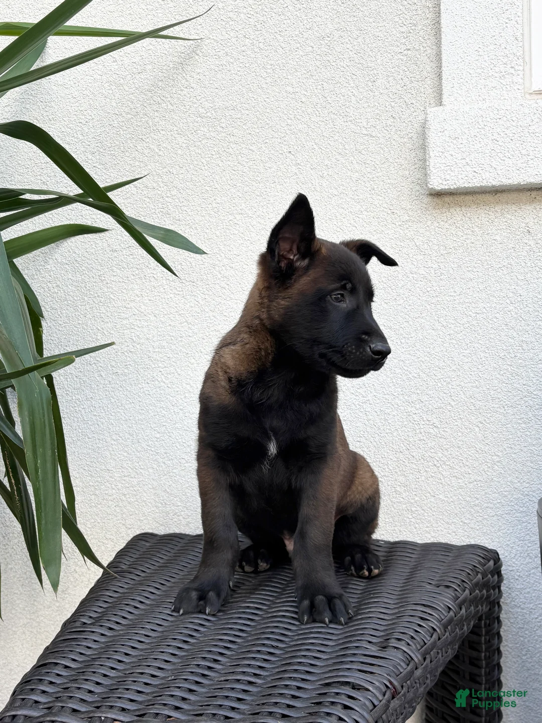 Belgian Malinois dogs for sale: Belgian Malinois Puppy (Mars) - Ad 3