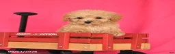 Toy Poodle dogs for sale: Tootsie - Ad 4