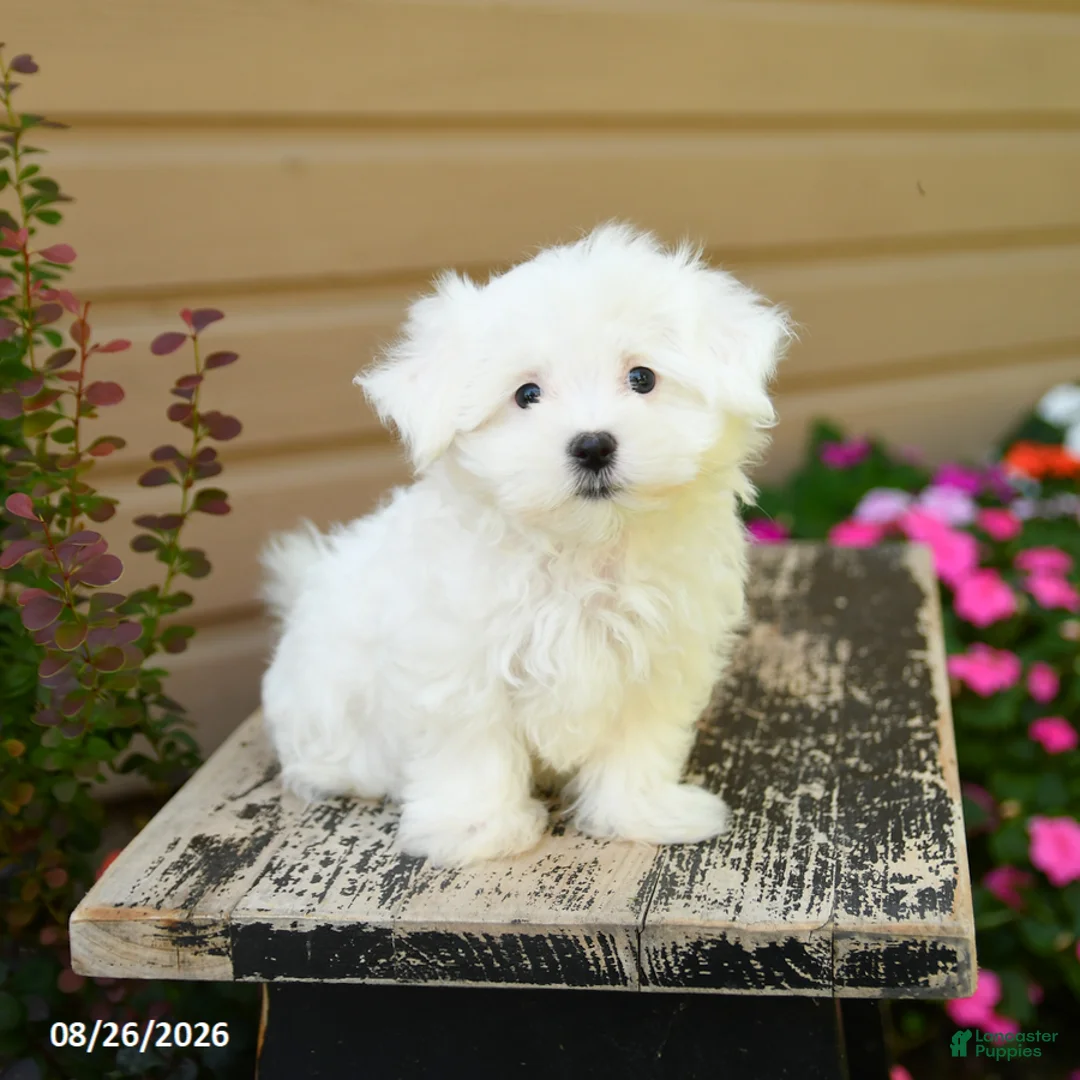 Maltese dogs for sale: Cody - Ad 2