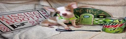 Chihuahua dogs for sale: Nellie Bell - Ad 4