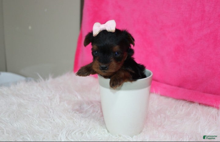 Yorkiepoo dogs Emmy  - Ad 1