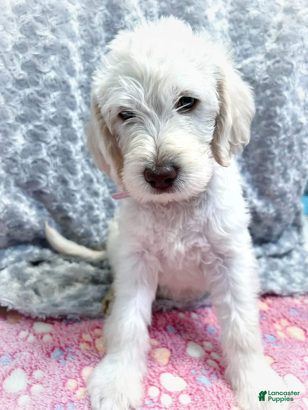 Labradoodle dogs for sale: Labradoodle 3 - Ad 1