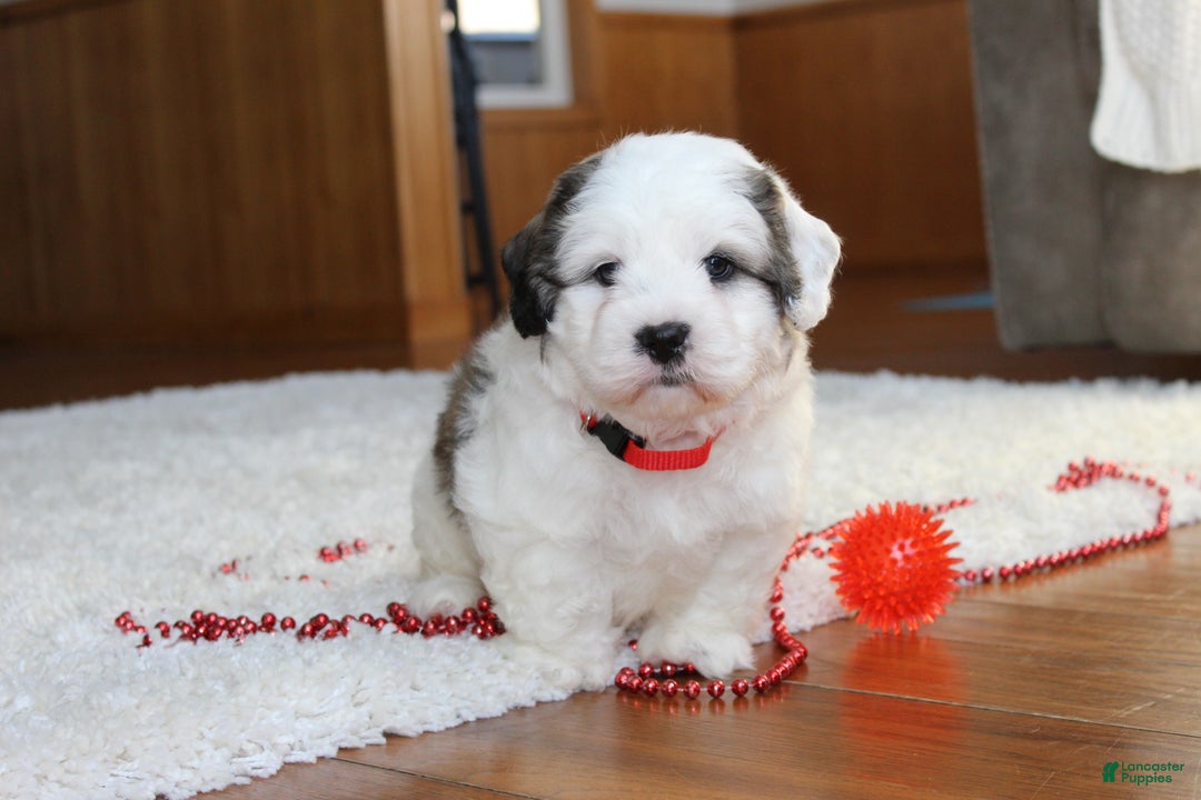 Teddy Bear dogs for sale: Lonnie - Ad 9