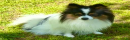 Pomeranian dogs for sale: AKC Liz - Ad 8