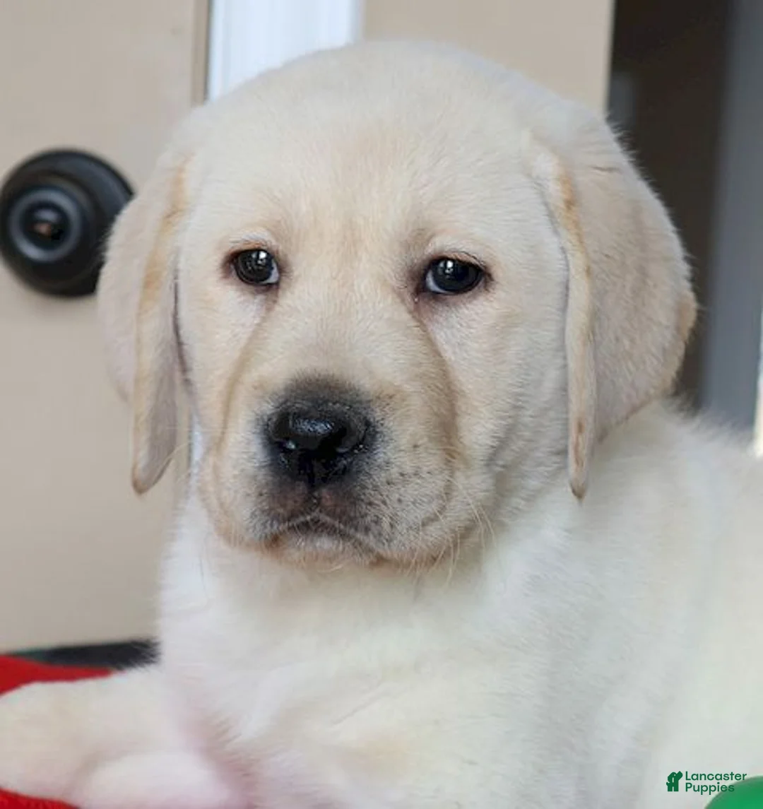 Labrador Retriever dogs for sale: Hunter - Champ lines - Ad 1