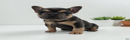 French Bulldog dogs for sale: Mindy - Ad 3