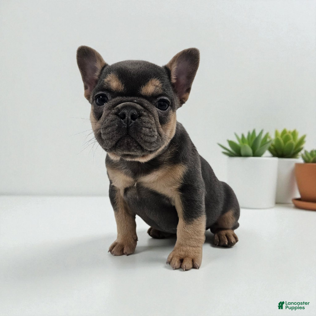 French Bulldog dogs for sale: Mindy - Ad 3