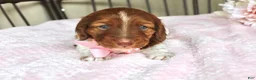Miniature Dachshund dogs for sale: Betsy - Ad 3
