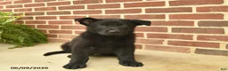 German Shepherd dogs for sale: Brewster - Ad 5