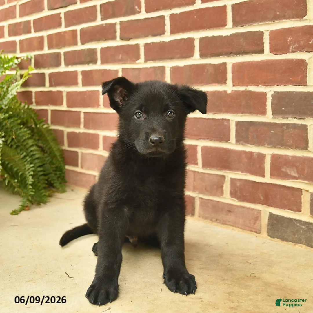 German Shepherd dogs for sale: Brewster - Ad 5