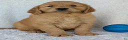 Golden Retriever dogs for sale: Grover - Ad 1