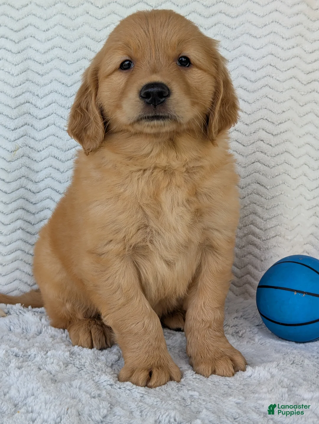 Golden Retriever dogs for sale: Grover - Ad 1