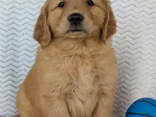 Golden Retriever dogs Grover - Ad 8