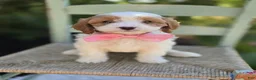 Cavapoo dogs for sale: Abigail - Ad 3
