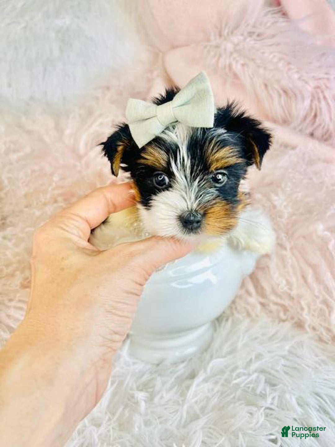 Yorkshire Terrier dogs for sale: Yorkshire Terrier Puppy 3 - Ad 1