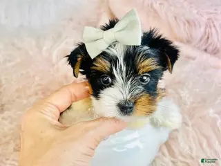 Yorkshire Terrier dogs Yorkshire Terrier Puppy 3 - Ad 37