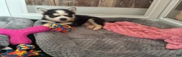 Pomsky dogs for sale: Little Man - Yellow Collar  - Ad 2