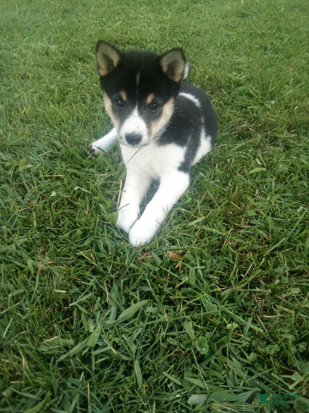 Shiba Inu dogs Shiba Inu 10 Jenny - Ad 35