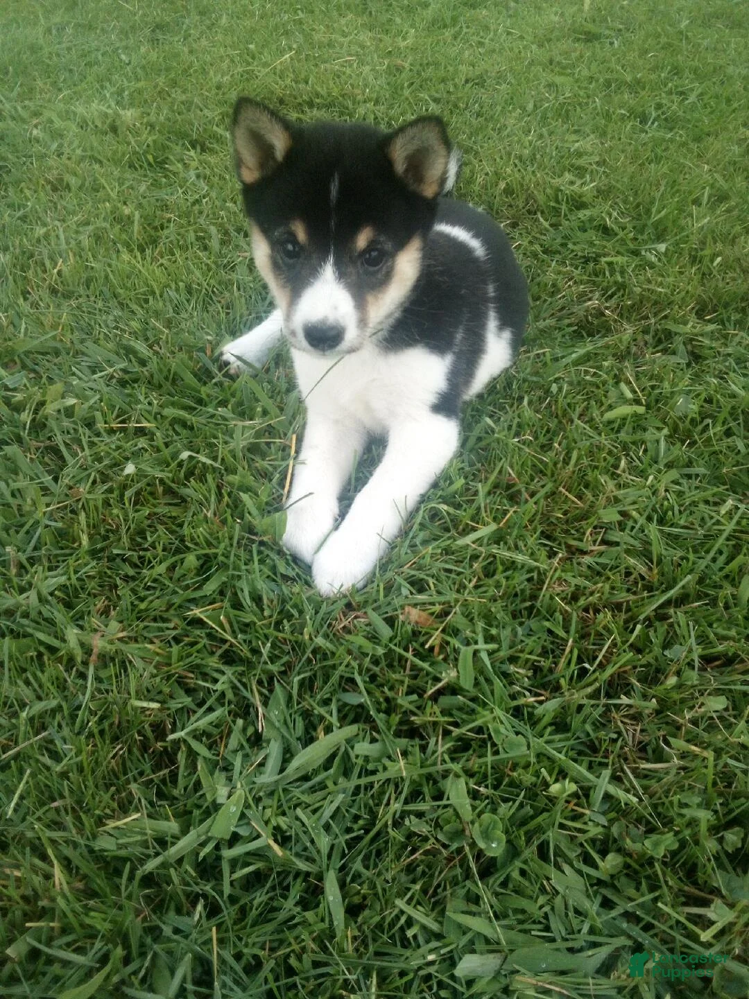 Shiba Inu dogs for sale: Shiba Inu 10 Jenny - Ad 1