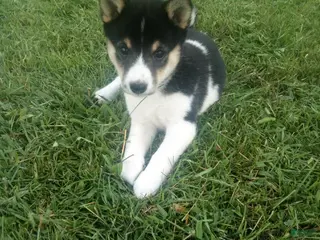 Shiba Inu dogs Shiba Inu 10 Jenny - Ad 28