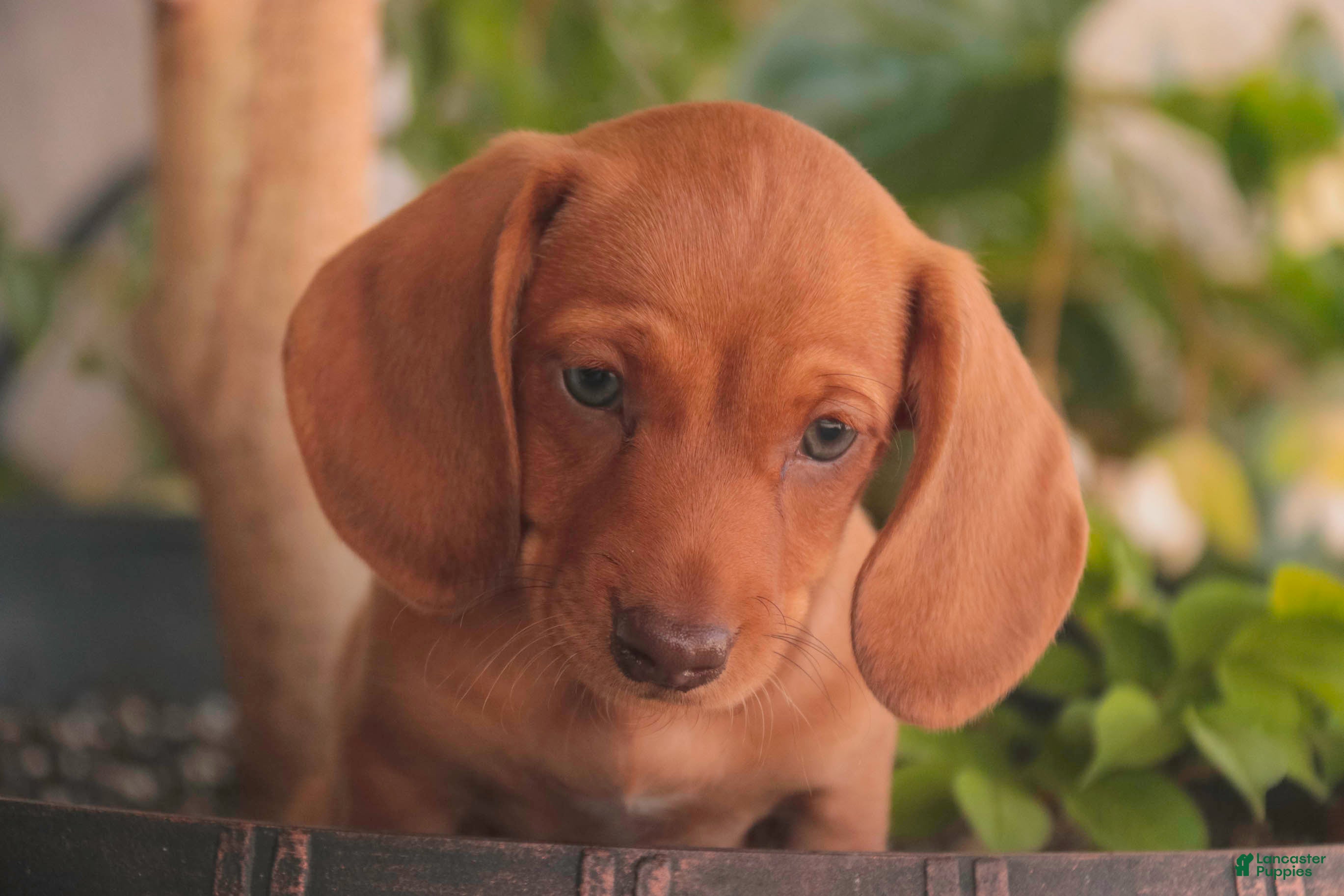 Miniature Dachshund dogs Jelly Miniature Dachshund  - Ad 2