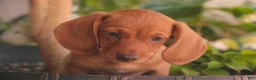 Miniature Dachshund dogs for sale: Jelly Miniature Dachshund  - Ad 2