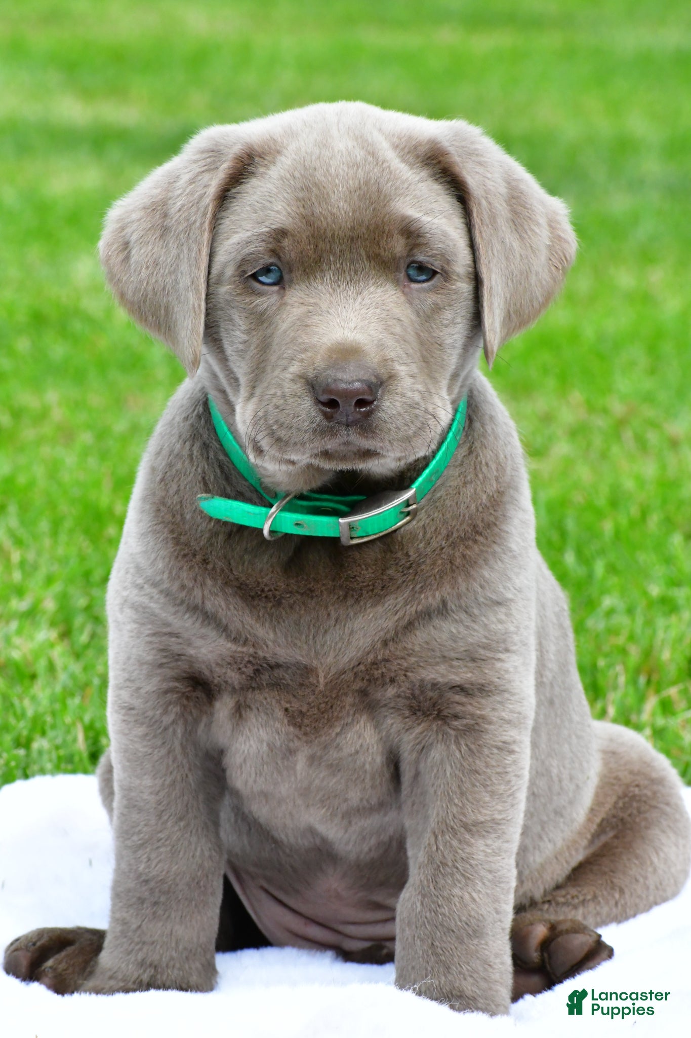 Labrador Retriever dogs Millie - Ad 2