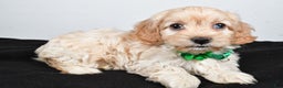 Cockapoo dogs for sale: Carmel - Ad 2